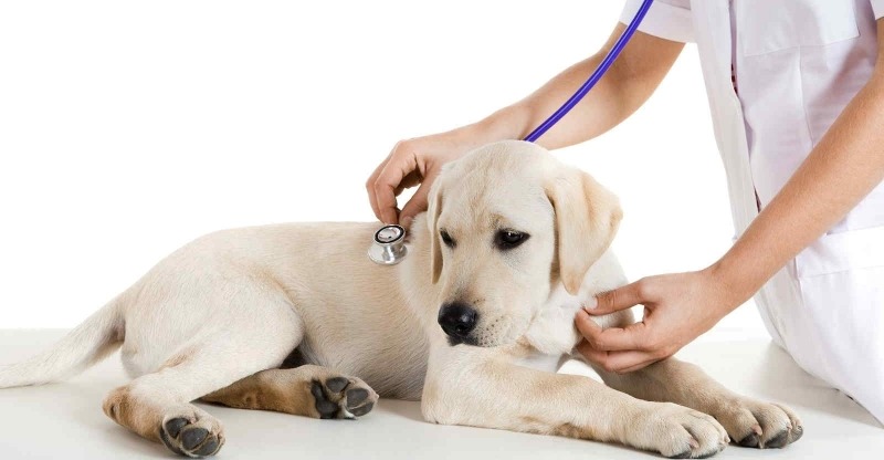 Chó nằm trên bàn kiểm tra, người mặc áo trắng đang dùng ống nghe khám sức khỏe cho chó.