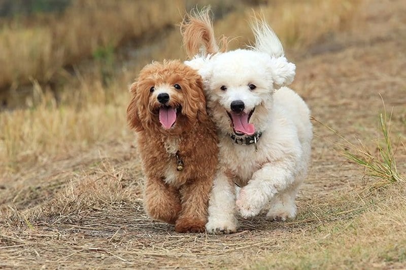 Hai chú chó lông xoăn, một nâu một trắng, đang chạy trên con đường đất, miệng há vui vẻ.