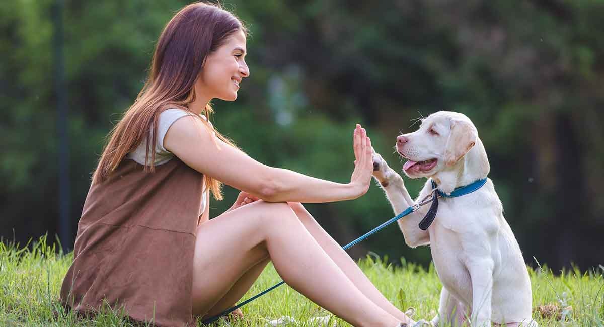 Người và chó đang chơi đùa trên bãi cỏ xanh, cùng nhau thực hiện động tác vỗ tay.