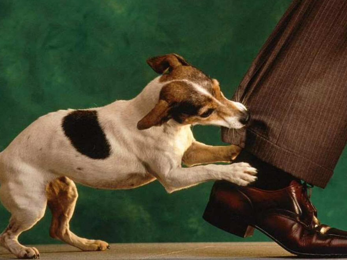 Chú chó nhỏ cắn vào ống quần của một người đứng, nền xanh lá cây.