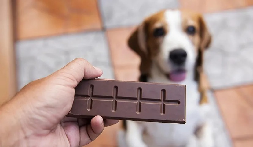 Một người cầm thanh sô cô la trước mặt một chú chó đang ngồi trên sàn gạch.