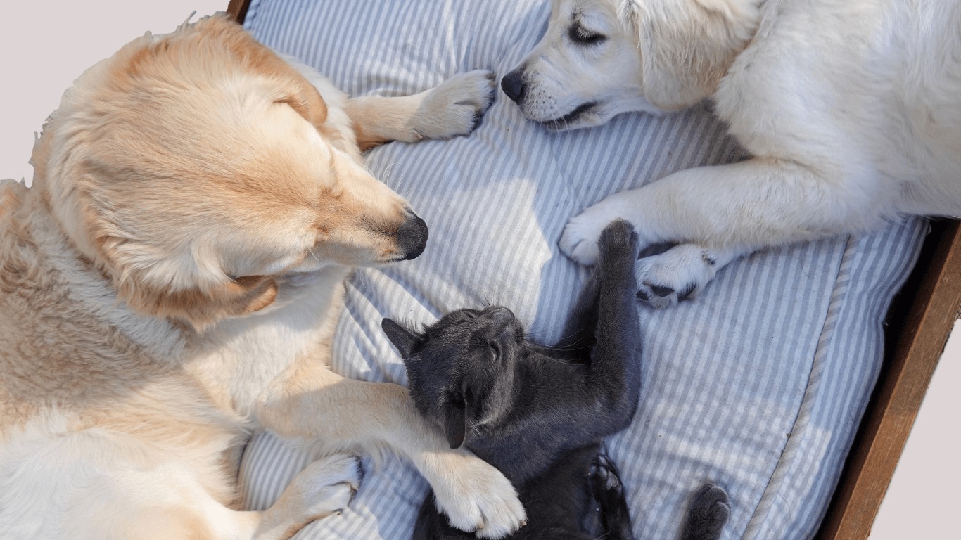Hai chú chó và một chú mèo nằm thư giãn trên giường có vải sọc.