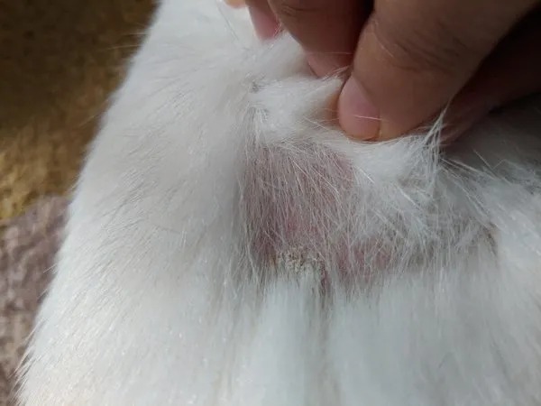 Tay vạch lông trắng của thú cưng để lộ vết mẩn đỏ trên da.