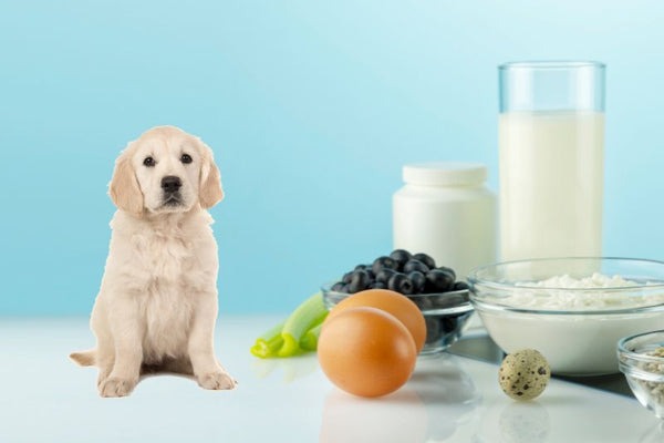 Chó con ngồi cạnh thực phẩm gồm trứng, sữa, việt quất và cải xanh trên nền xanh nhạt.
