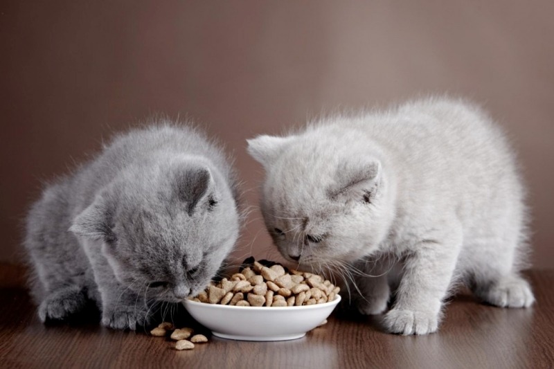 Hai chú mèo con màu xám đang ăn thức ăn từ một chiếc bát trắng trên nền gỗ.