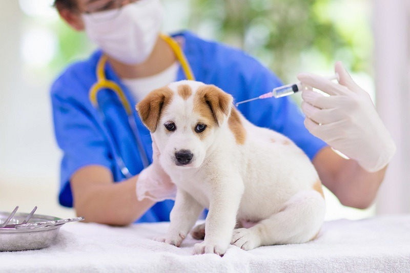 Chó con đang được bác sĩ thú y tiêm, người mặc áo xanh và đeo khẩu trang.