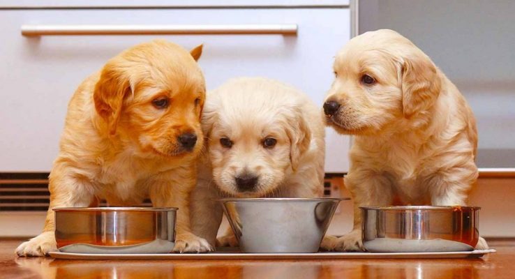Ba chú chó con đang ăn từ bát inox trên sàn nhà, trông rất đáng yêu.