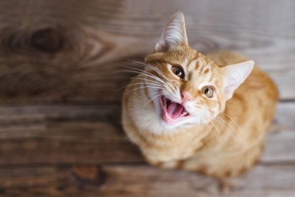 Chú mèo lông vàng đang nhìn lên với biểu cảm vui vẻ, miệng mở, trên nền gỗ nâu.