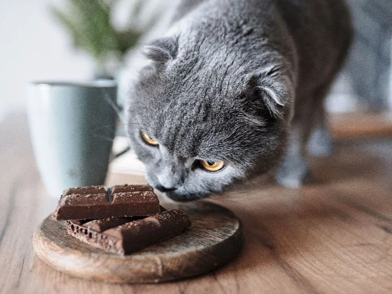 Một con mèo xám ngửi miếng sô cô la trên đĩa gỗ, bên cạnh là một chiếc cốc trên bàn gỗ.