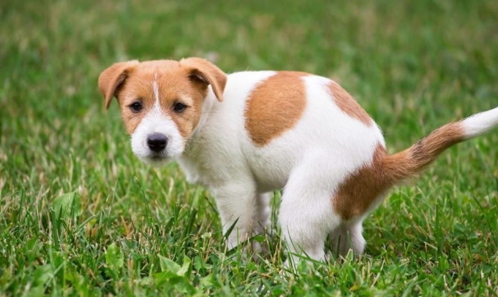 Chú chó con lông trắng và nâu đứng trên bãi cỏ xanh, nhìn về phía trước.