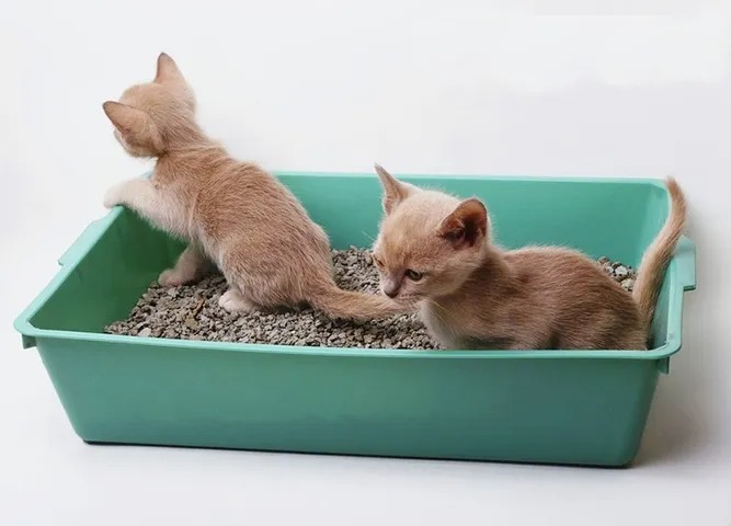 Hai chú mèo con màu cam đang ở trong một khay cát màu xanh lá cây, một chú quay lưng, chú kia nhìn về phía trước.