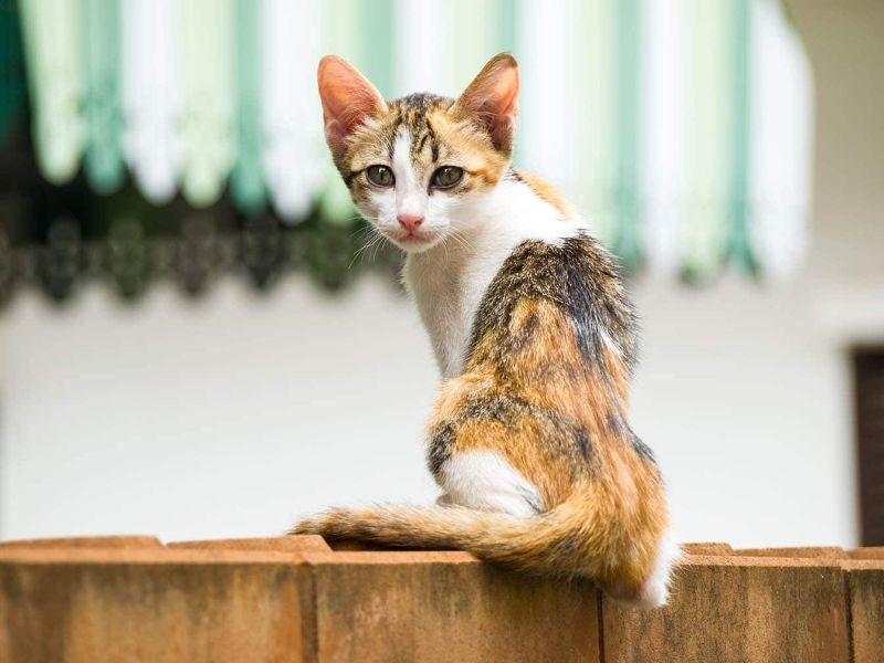 Chú mèo tam thể ngồi trên hàng rào gỗ, nhìn về phía máy ảnh, nền là bức tường và mái hiên xanh trắng.