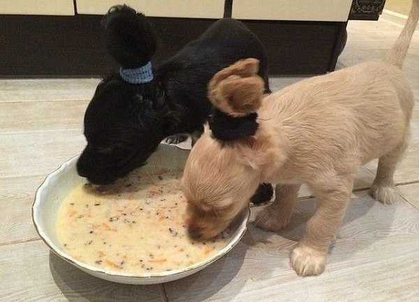 Hai con chó con đang ăn cháo trong một cái bát lớn trên sàn nhà.