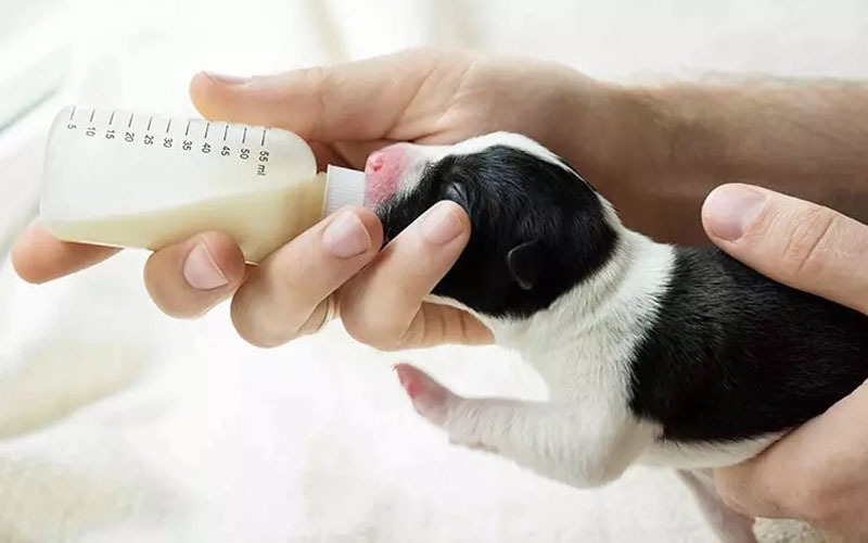 Người đang cho chú chó con bú sữa từ bình nhỏ, tay giữ nhẹ nhàng.