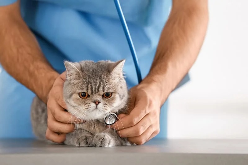 Người mặc áo xanh đang kiểm tra sức khỏe cho một con mèo xám trên bàn bằng ống nghe.