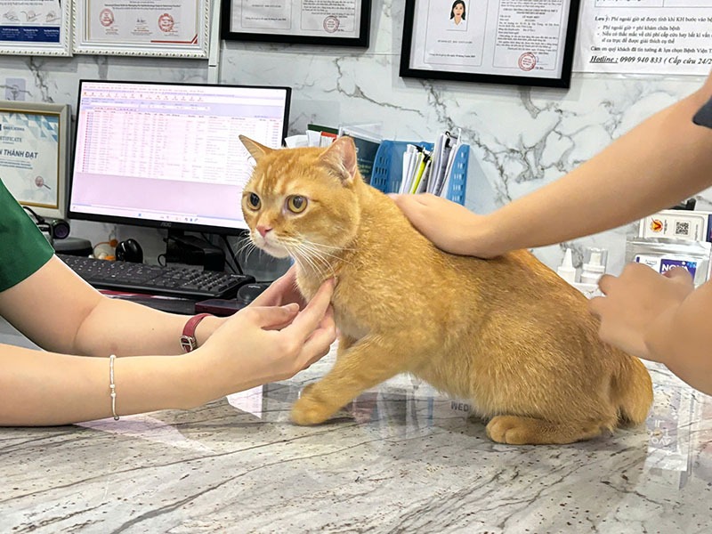 Chú mèo lông vàng được hai người vuốt ve trên bàn tại một văn phòng với máy tính và giấy tờ.