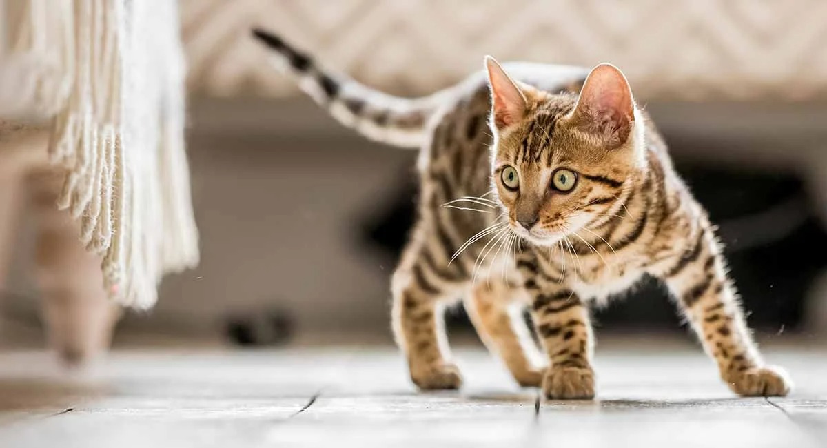 Chú mèo với bộ lông vằn đang đi trên sàn gỗ, mắt nhìn chăm chú về phía trước.