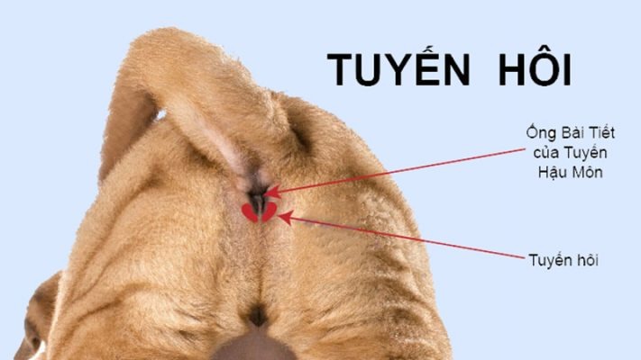 Tuyen hoi cua meo la gi