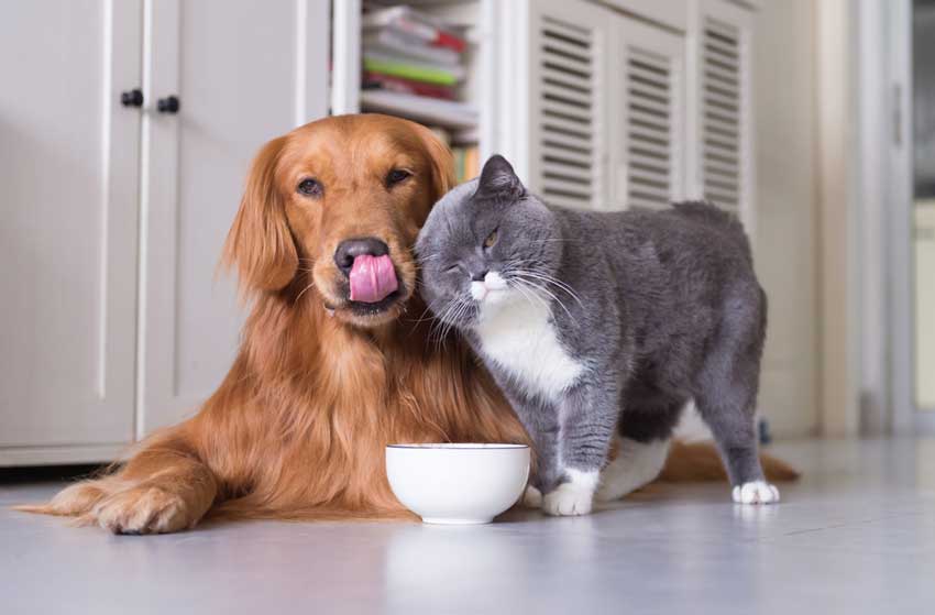 Chó và mèo ngồi cạnh nhau trên sàn, trước một chiếc bát trắng, trong không gian nhà bếp.