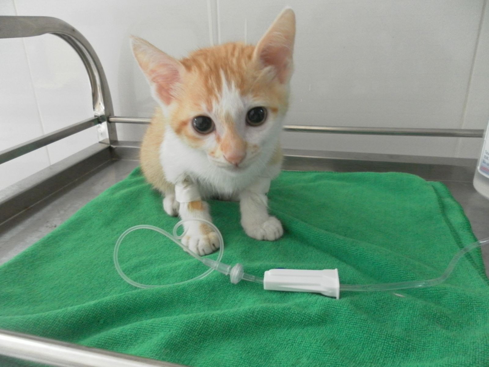 Chú mèo con màu cam trắng đang ngồi trên khăn xanh, được gắn dây truyền dịch ở chân trái.