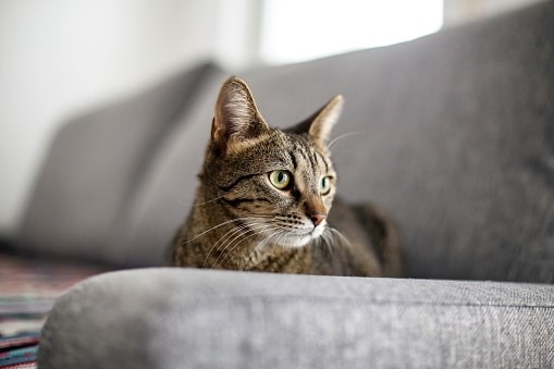 Con mèo vằn đang ngồi trên ghế sofa màu xám, nhìn xa xăm với ánh sáng tự nhiên chiếu vào.