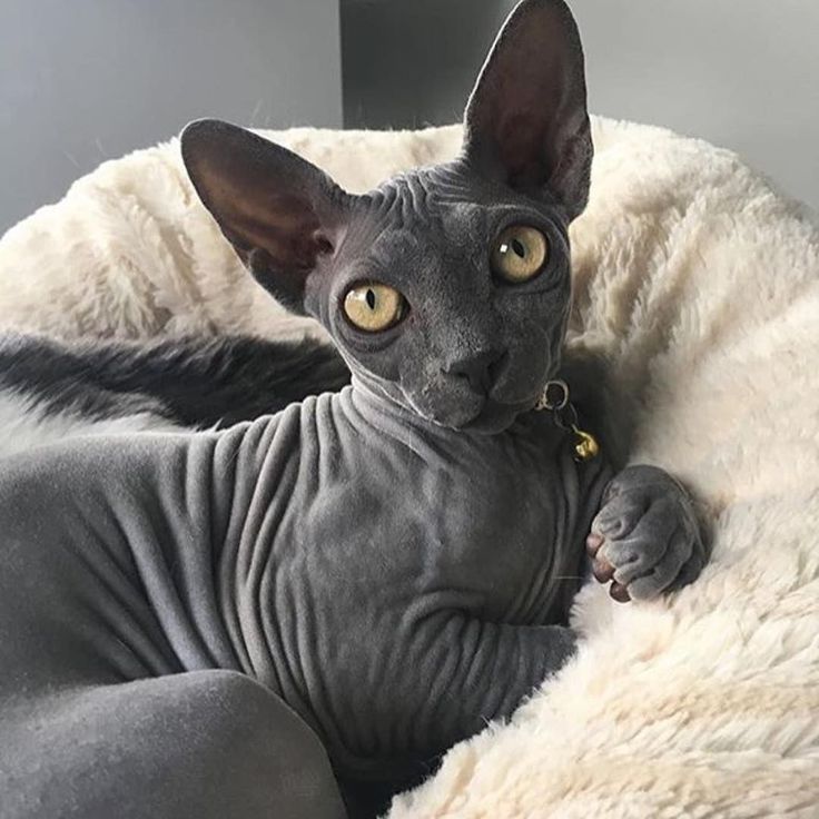 Mèo Ai Cập không lông (Sphynx): Giá mua, nơi bán, chăm sóc - Học viện đào  tạo cắt tỉa thú cưng chuẩn Quốc Tế
