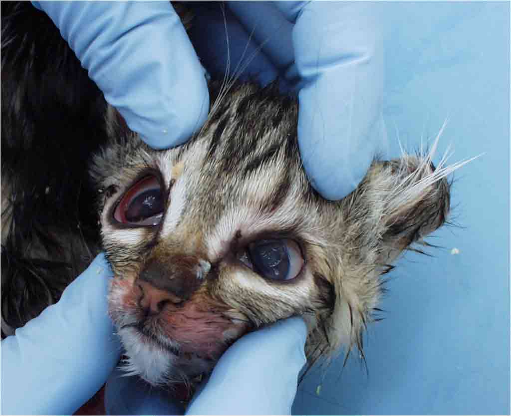 01 04 FPL dehydrated cat C2A9Diane Addie 1024x834 1