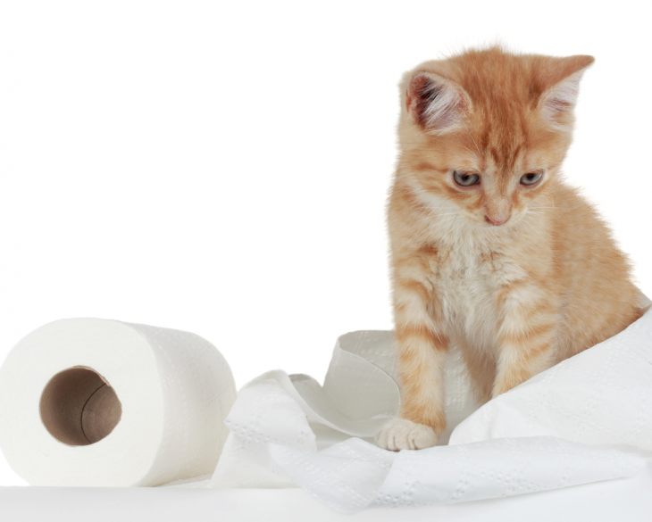 Chú mèo con màu cam đang chơi với cuộn giấy vệ sinh trên nền trắng.