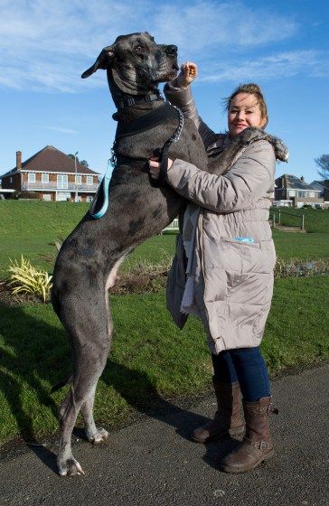 9 great danes ideas to save today | great dane dogs, dane dog, great dane  puppy and more