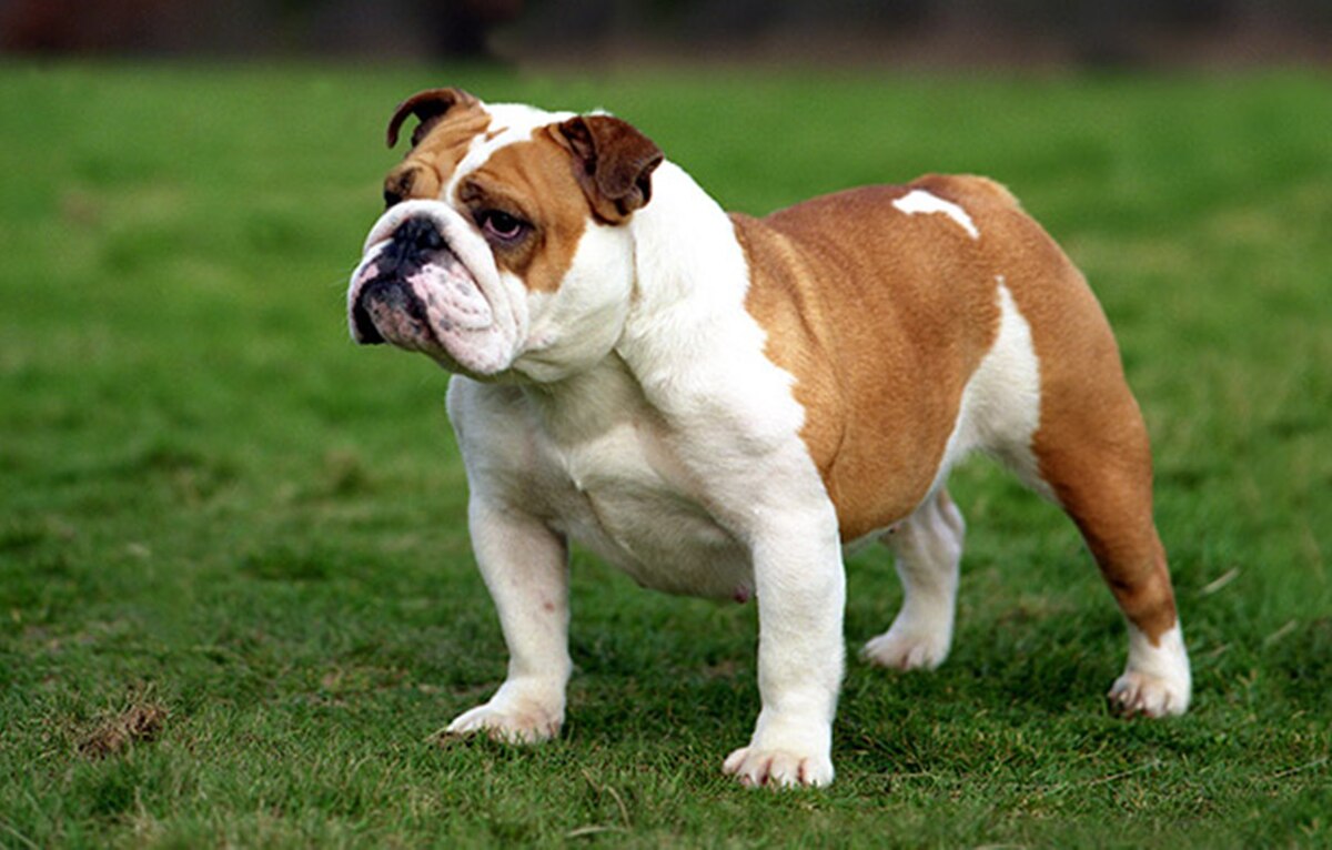 Chú chó Bulldog đứng trên bãi cỏ xanh, nhìn về phía trước với vẻ mặt nghiêm nghị.