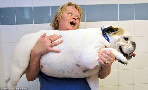Người phụ nữ đang bế một chú chó bulldog to lớn trong một căn phòng có tường lát gạch trắng và xanh.