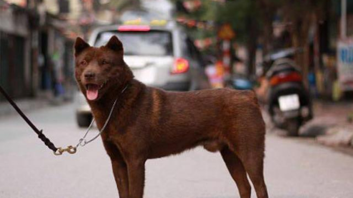 Chó Mông Cộc - Giống chó Quốc khuyển được ưa chuộng có gì hay
