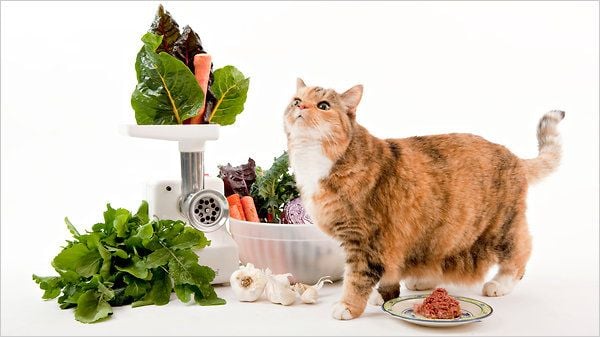 Chú mèo đứng cạnh đĩa thức ăn, rau xanh và máy xay thịt trên nền trắng.