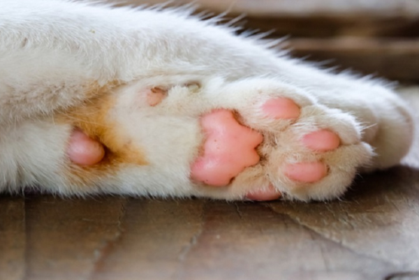 Bí Quyết Chăm Sóc Bàn Chân “Măng Cụt” Của Mèo Múp Tròn – Paddy Pet Shop