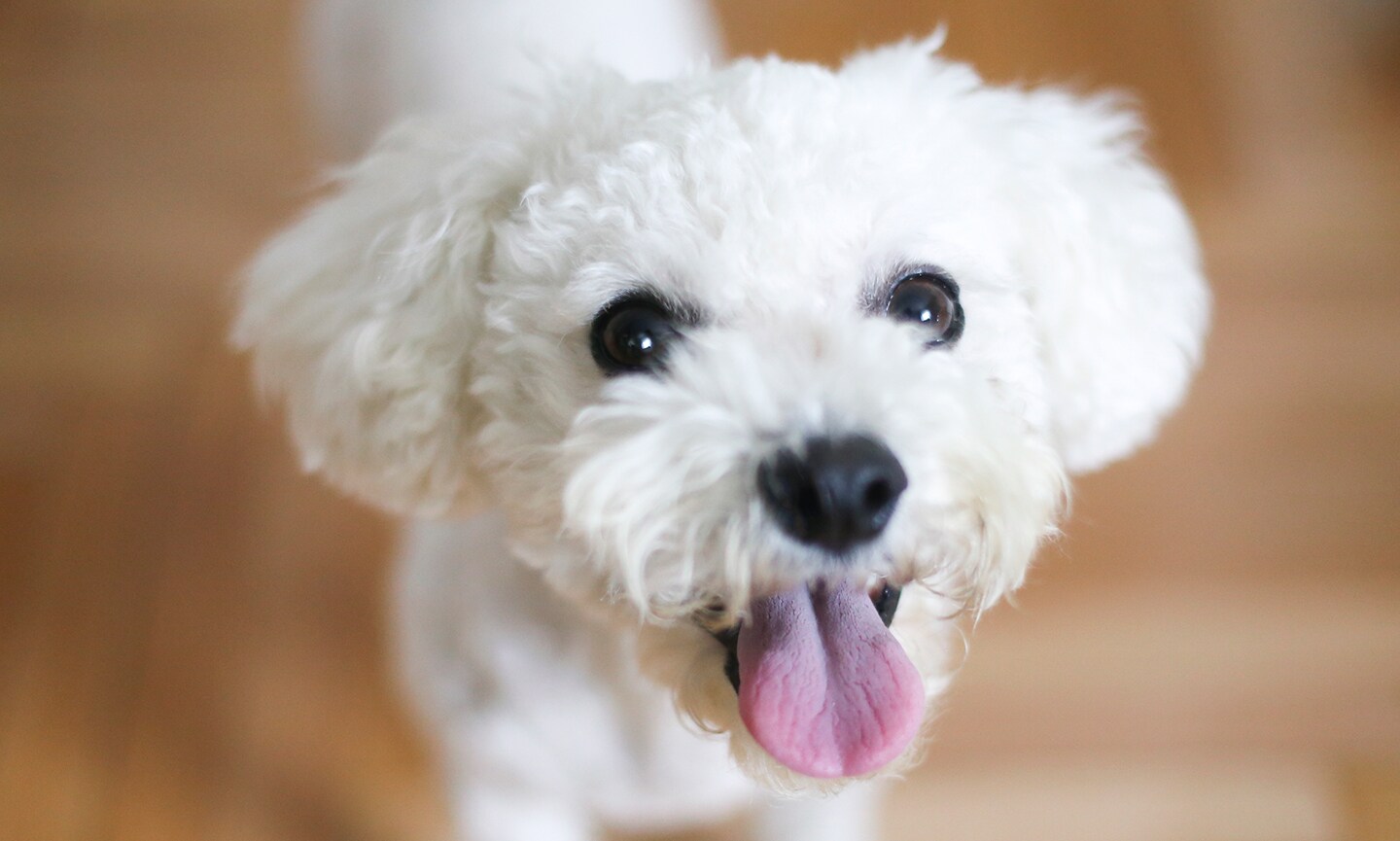 Bichon Frise Breed: Characteristics, Care & Photos | Chewy