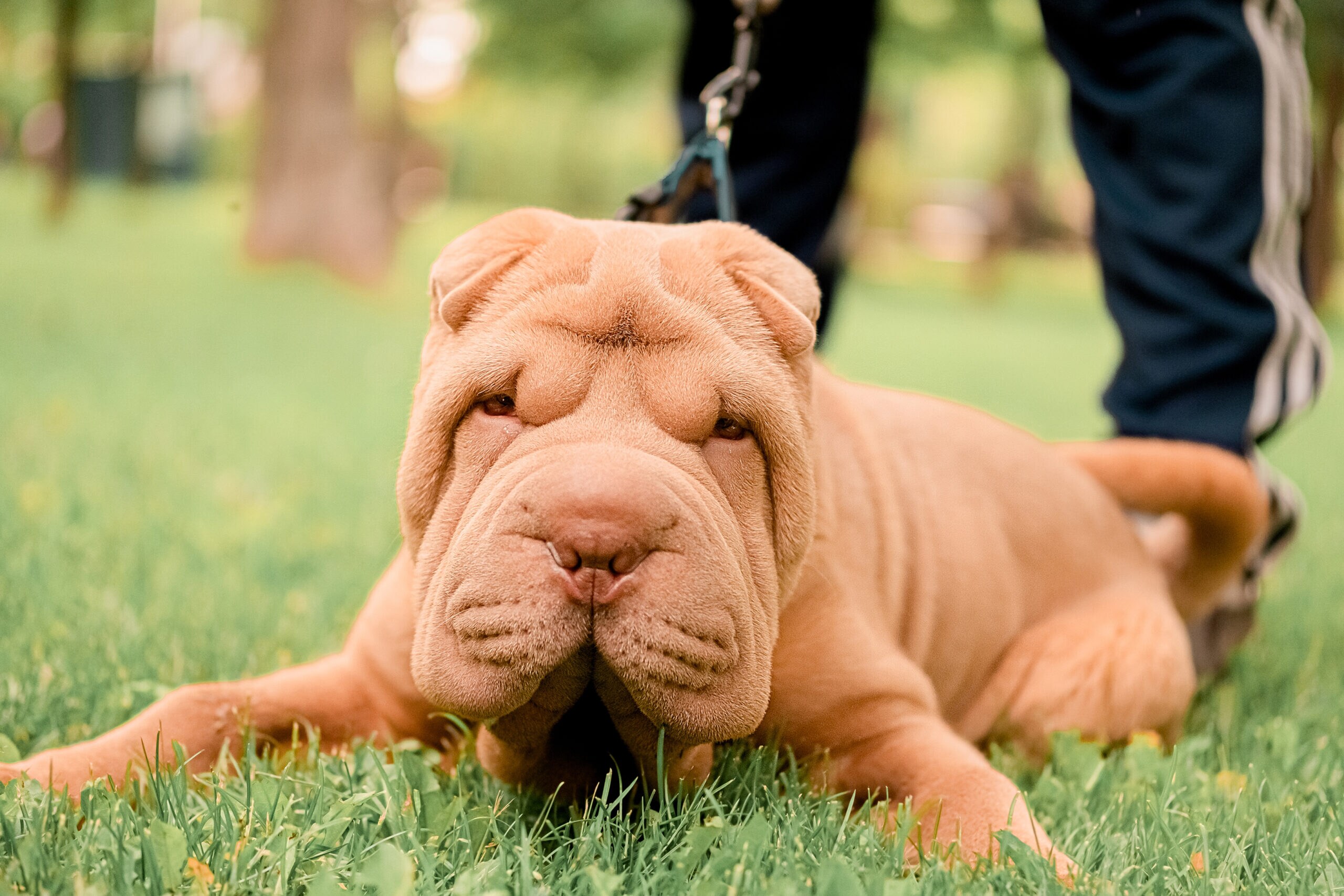 Chinese Shar-Pei Breed: Characteristics, Care & Photos | Chewy