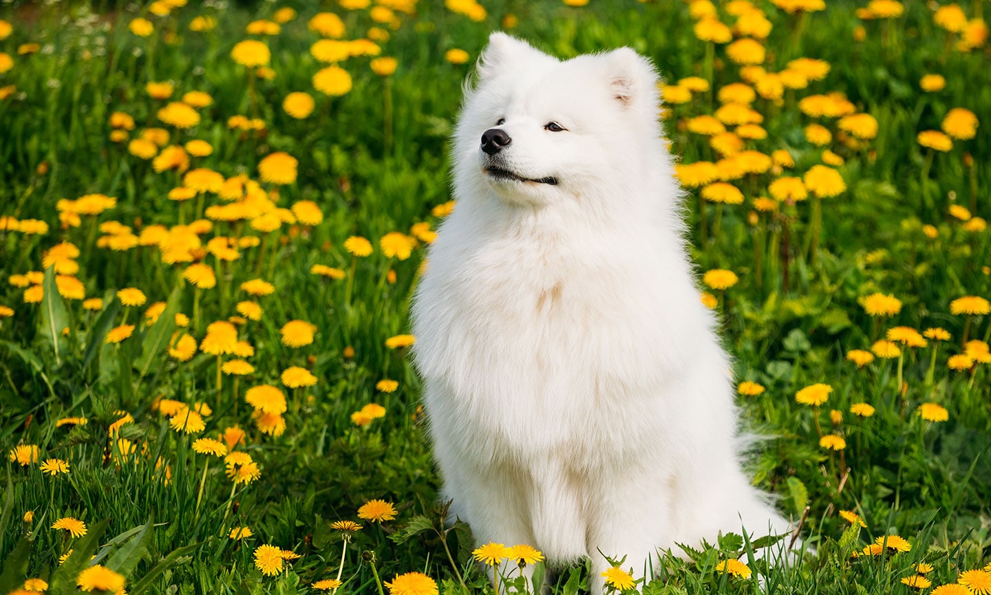 Small samoyed breed 2025