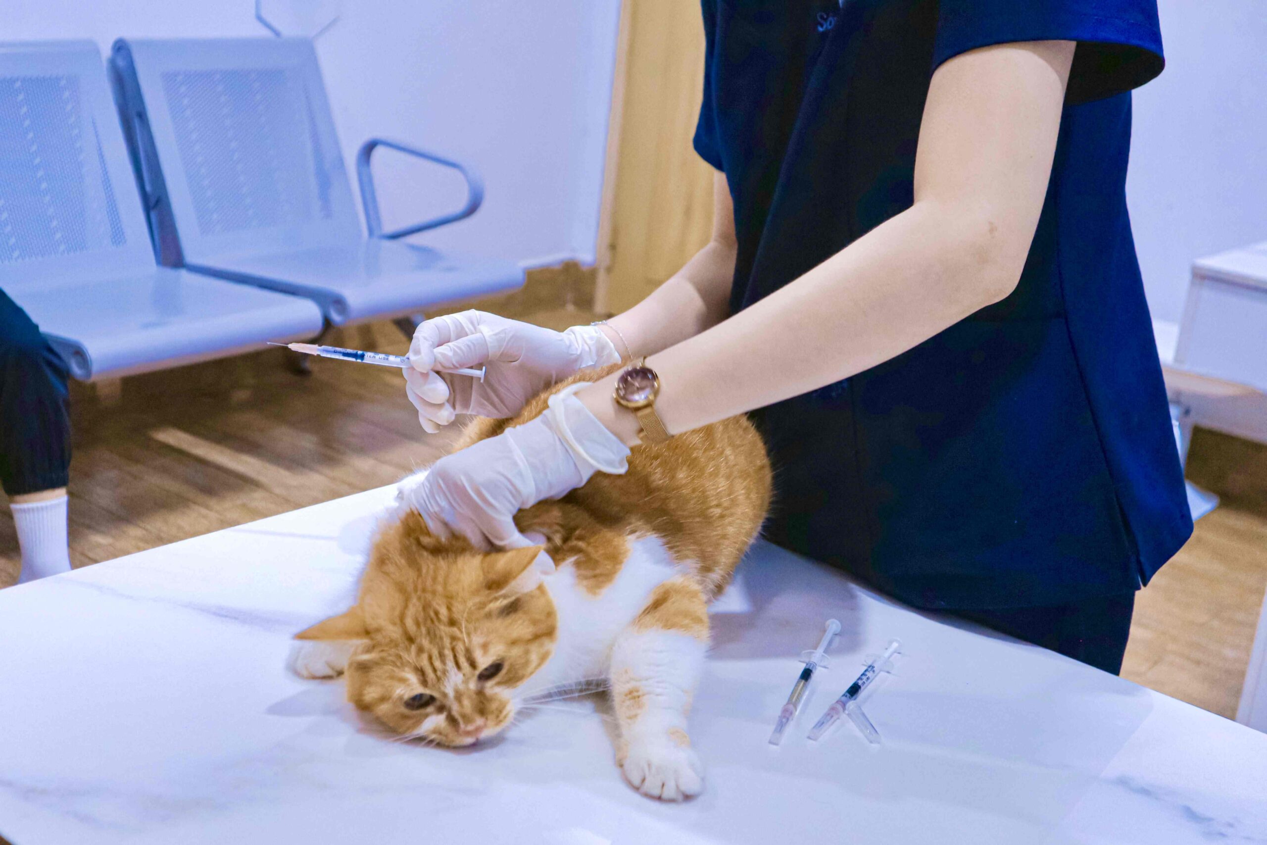 Người đeo găng tay chuẩn bị tiêm cho một con mèo mướp cam trên bàn trong phòng khám thú y.