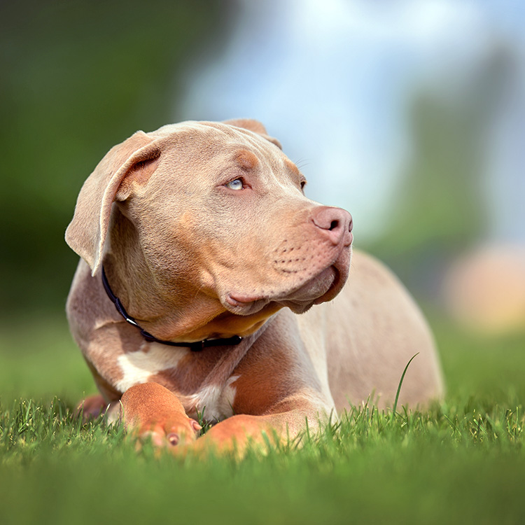 2025 01 10 What is An XL Bully Dog Hero