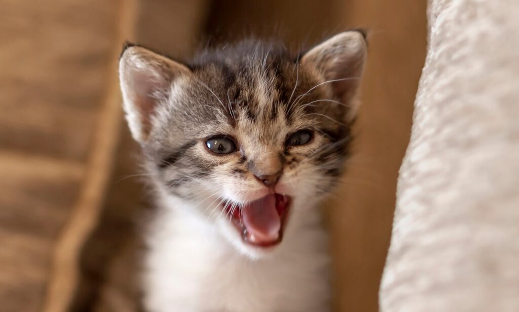 202503bec 202410cat crying