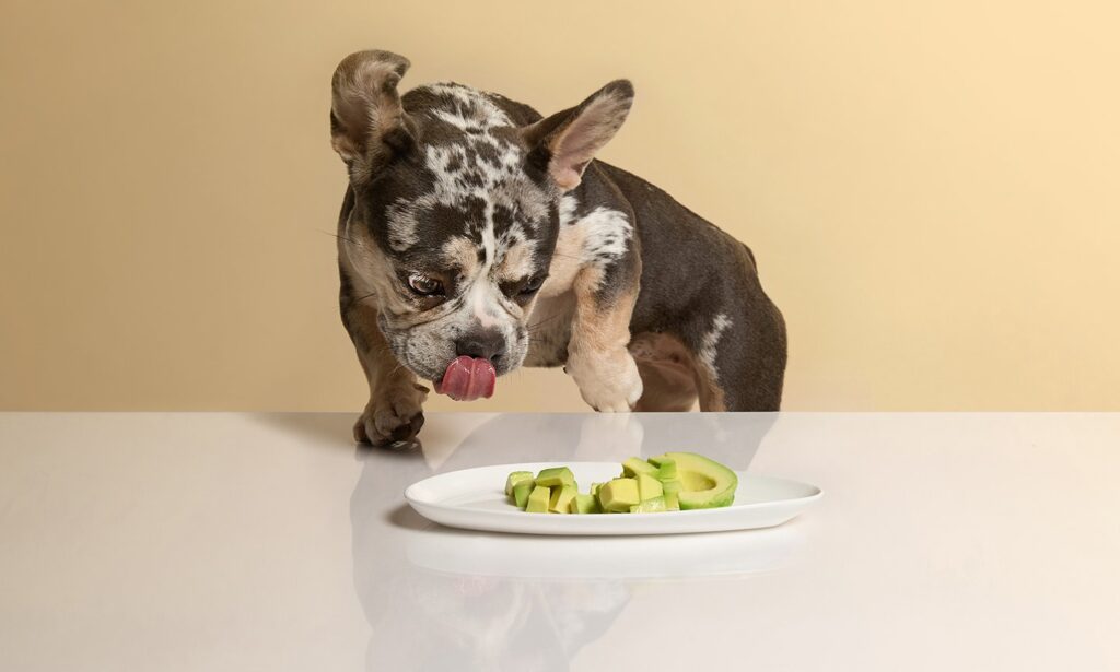 202504bec 201609can dogs eat avocado