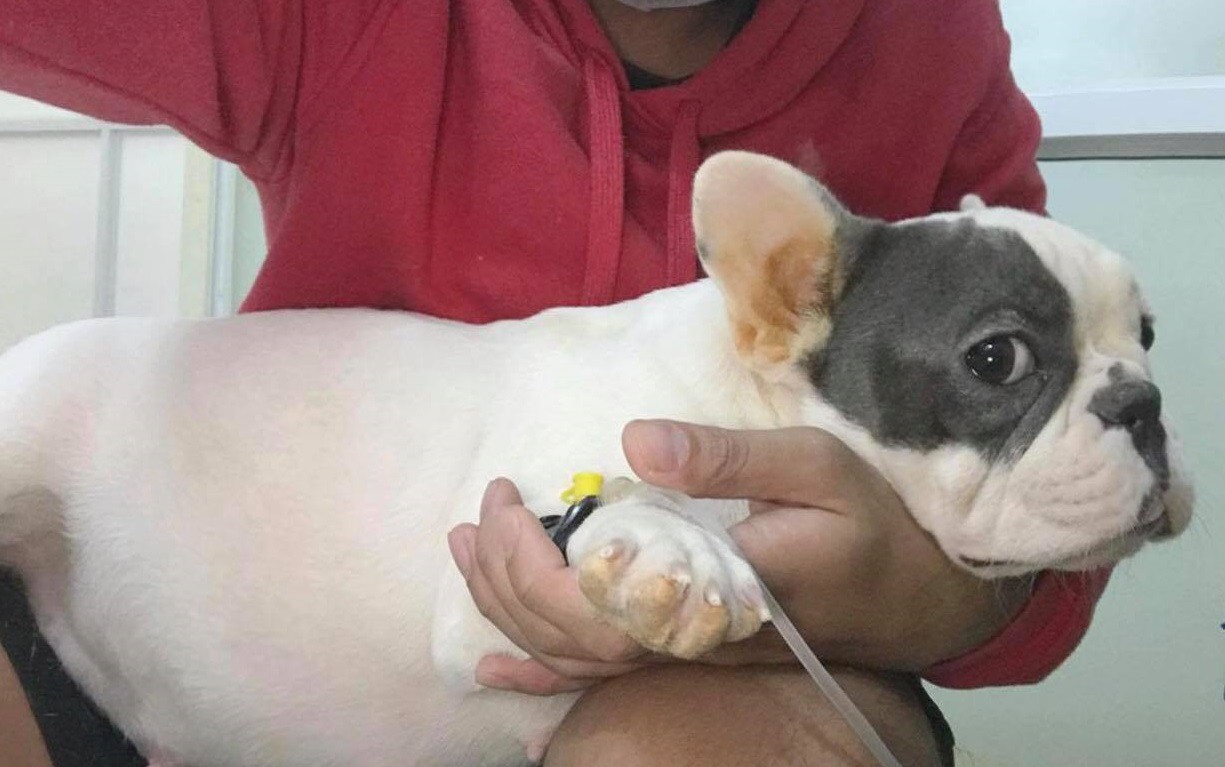 Người mặc áo đỏ ôm một chú chó trắng với đốm đen, có dụng cụ y tế gắn vào chân.