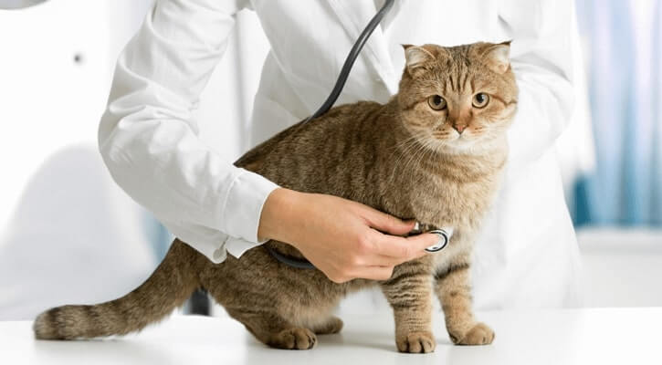 Bệnh FIP ở Mèo: Các xét nghiệm chẩn đoán - VLAB VIỆT NAM