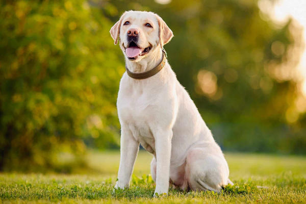 3 be cho tai cup labrador retriever