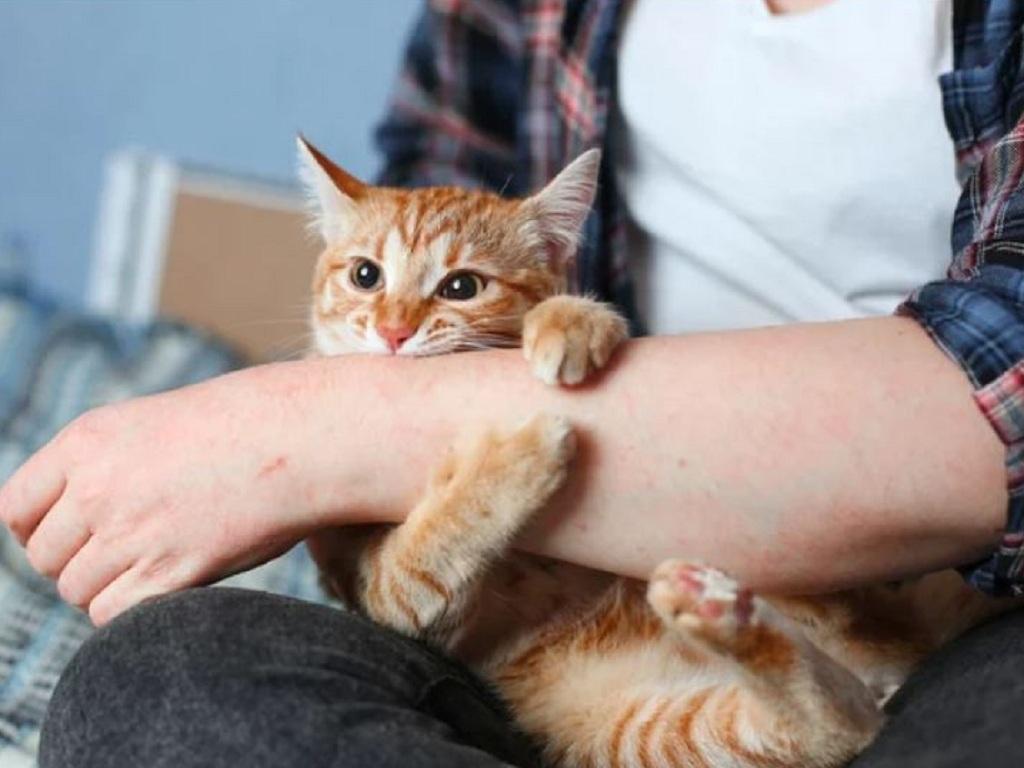 Chú mèo mướp cam đang cắn nhẹ vào cánh tay của một người mặc áo kẻ caro.