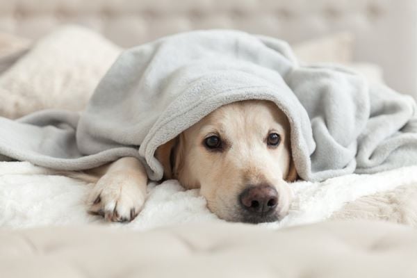 Chú chó nằm trên giường, được phủ một chiếc chăn màu xám, trông thoải mái và thư giãn.