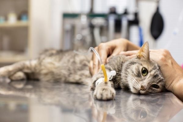 MÈO BỊ NGỘ ĐỘC: DẤU HIỆU VÀ CÁCH XỬ LÝ – Pet Choy