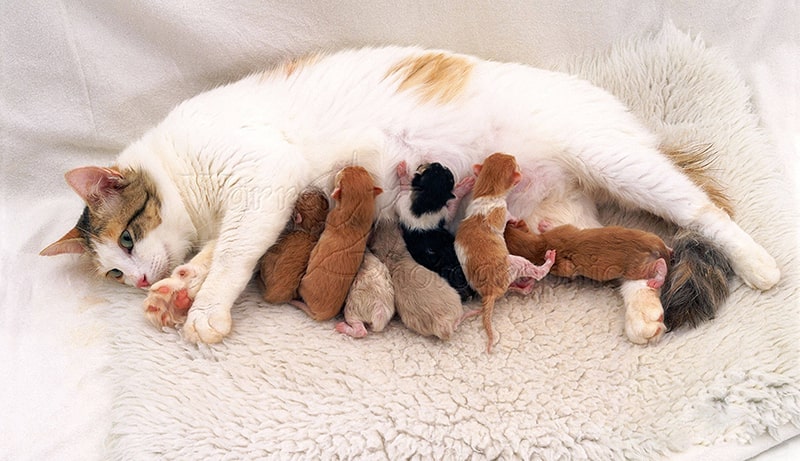 Mèo mẹ nằm trên chăn lông trắng, cho đàn mèo con bú sữa.