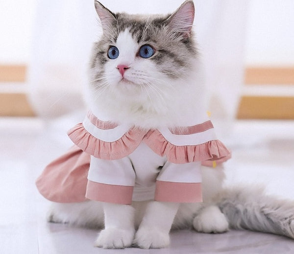 Chú mèo lông dài với mắt xanh, mặc trang phục màu hồng và trắng, ngồi trong phòng sáng.