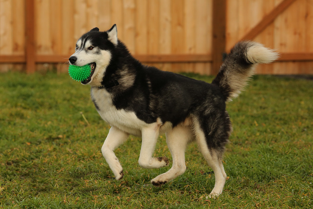 Husky dog playing in the yard. | Richard Probst - Shot in a Frame | Flickr